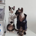 Chemises à boutons pour chats | Chemise à logo "New York Yankees" pour Sphynx