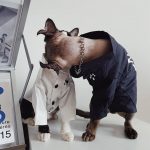 Button up Shirts for Cats | "New York Yankees" Logo Shirt for Sphynx