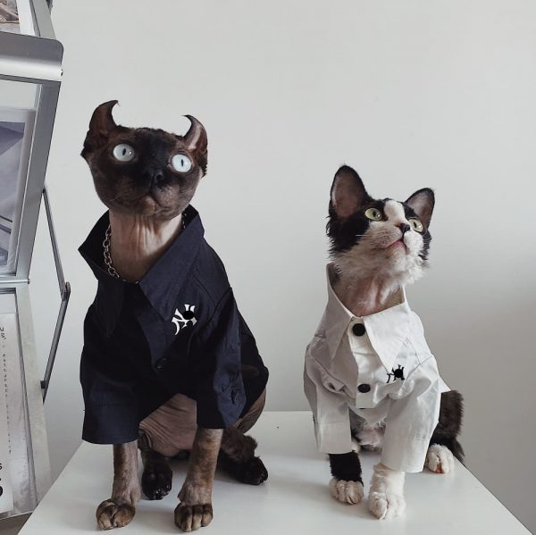 Button up Shirts for Cats | "New York Yankees" Logo Shirt for Sphynx