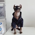 Button up Shirts for Cats | "New York Yankees" Logo Shirt for Sphynx