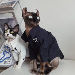 Button up Shirts for Cats | "New York Yankees" Logo Shirt for Sphynx