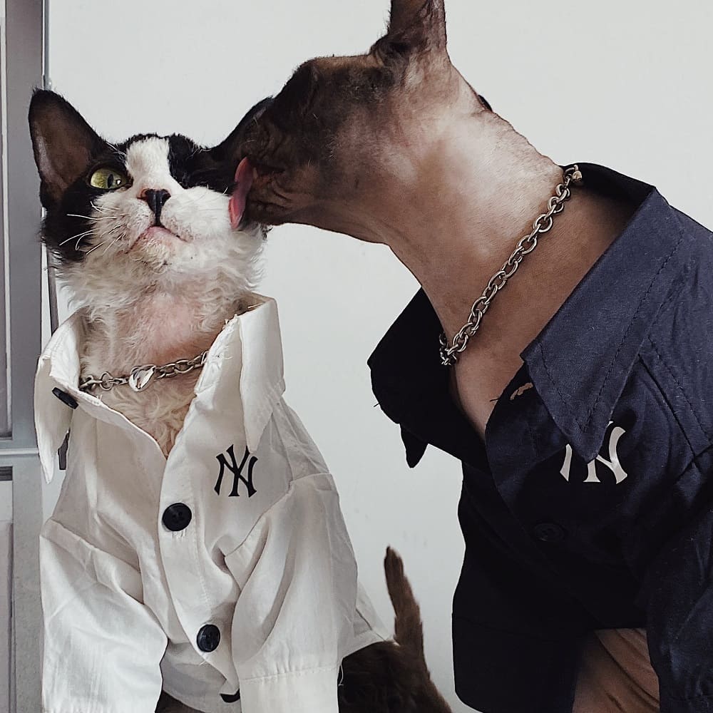 Button up Shirts for Cats | New York Yankees Logo Shirt for Sphynx