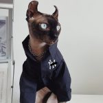 Button up Shirts for Cats | "New York Yankees" Logo Shirt for Sphynx