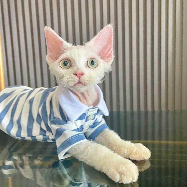 Kitty Outfit Cute Simple Polo Shirt for Cat, Shirt Collar for Cats