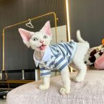 Kitty Outfit - Polo simple et mignon pour chat, collier de chemise pour chat
