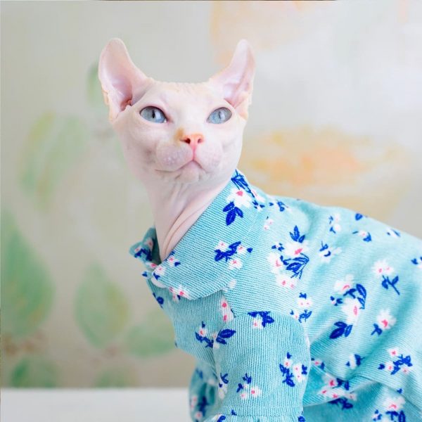 猫用プリンセスコスチューム｜猫用ドレス、かわいいスフィンクス猫の服。