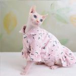 Disfraces de Princesa para Gatos | Vestidos para Gatos, Ropa para Gatos Lindo Sphynx