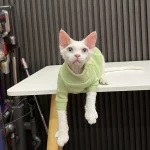 Solid Color Gray Sweater for Hairless Cat - Green