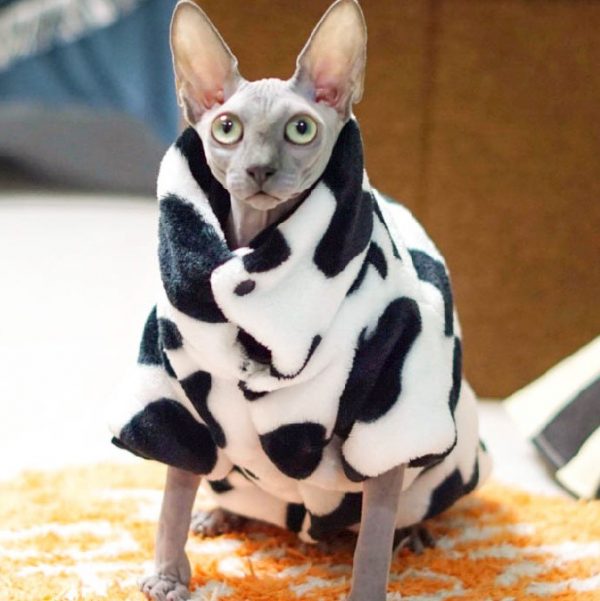 Sphynx Cat Cow Coat Cat Winter Coat, Sphynx CatCoral Fleece
