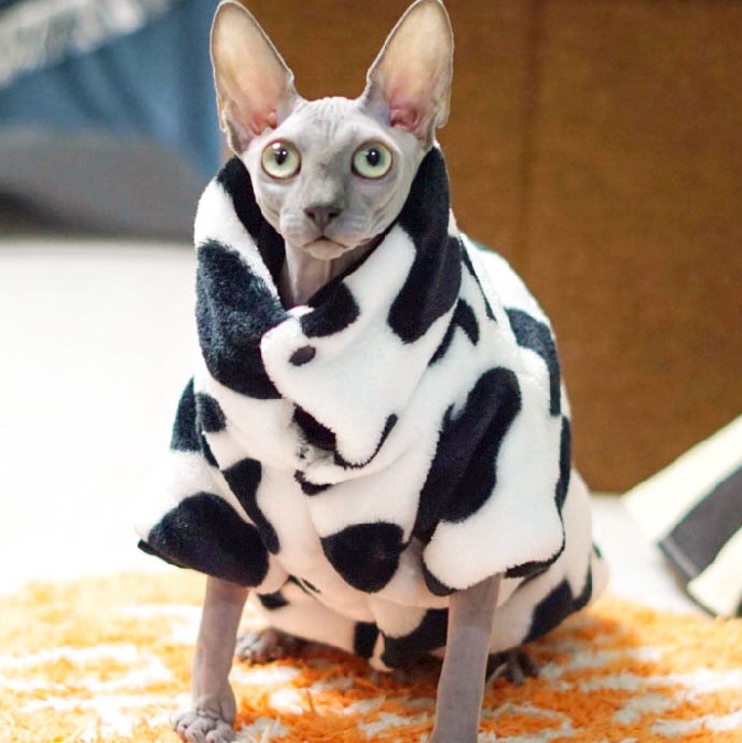 Sphynx Cat Cow Coat | Cat Winter Coat, Sphynx Cat-Coral Fleece