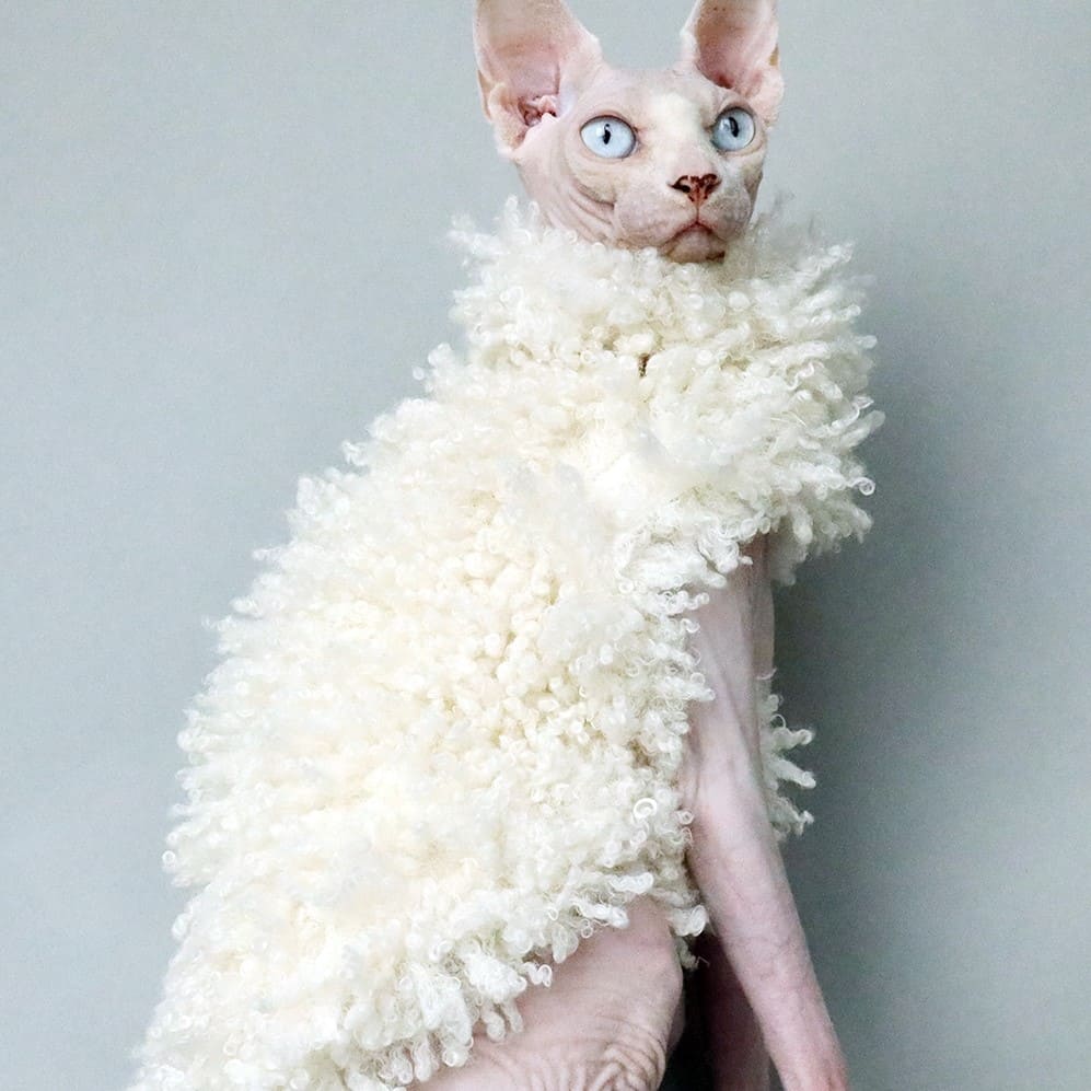 Sphynx Cat in WinterWhite Fur Winter Coat, Cute Hairless Cat Costumes