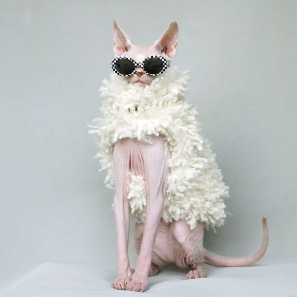 Sphynx Cat in Winter-White Fur Winter Coat, Cute Hairless Cat Costumes