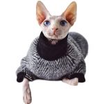 Sphynx Cat in a Sweater-Sphynx wears black sweater