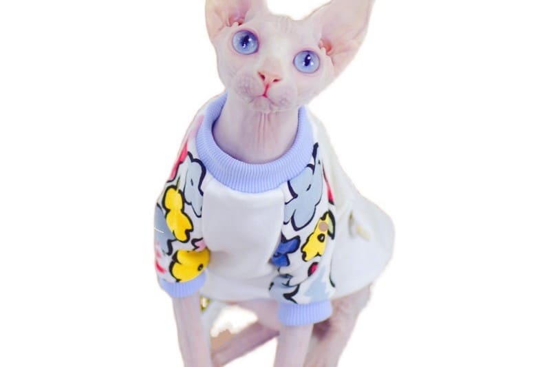 A “Must-Have” Daily shirts for cats.