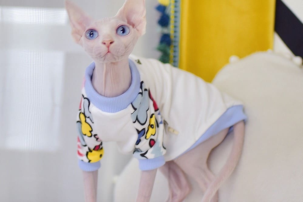 Shirt for A Cat-Sphynx wears shirt
