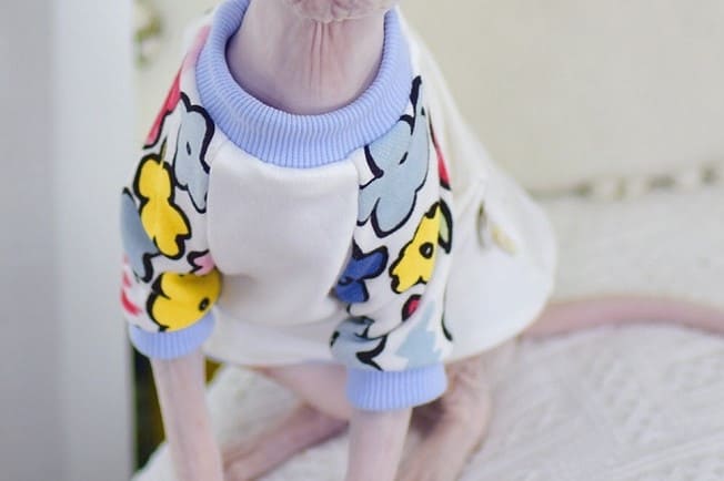 A “Must-Have” Daily shirts for cats.
