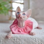 Sphynx Cat Shirts-Sphynx wear puffy collar shirt