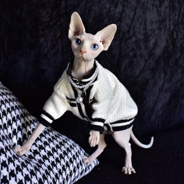  Sphynx Cat Clothes Winter Velvet Warm Soft Winter Jacket  Thickened Hairless Cat Coat for Sphynx, Cornish Rex, Devon Rex, Peterbald  Cat Clothes (Under Sweater, XL) : Pet Supplies