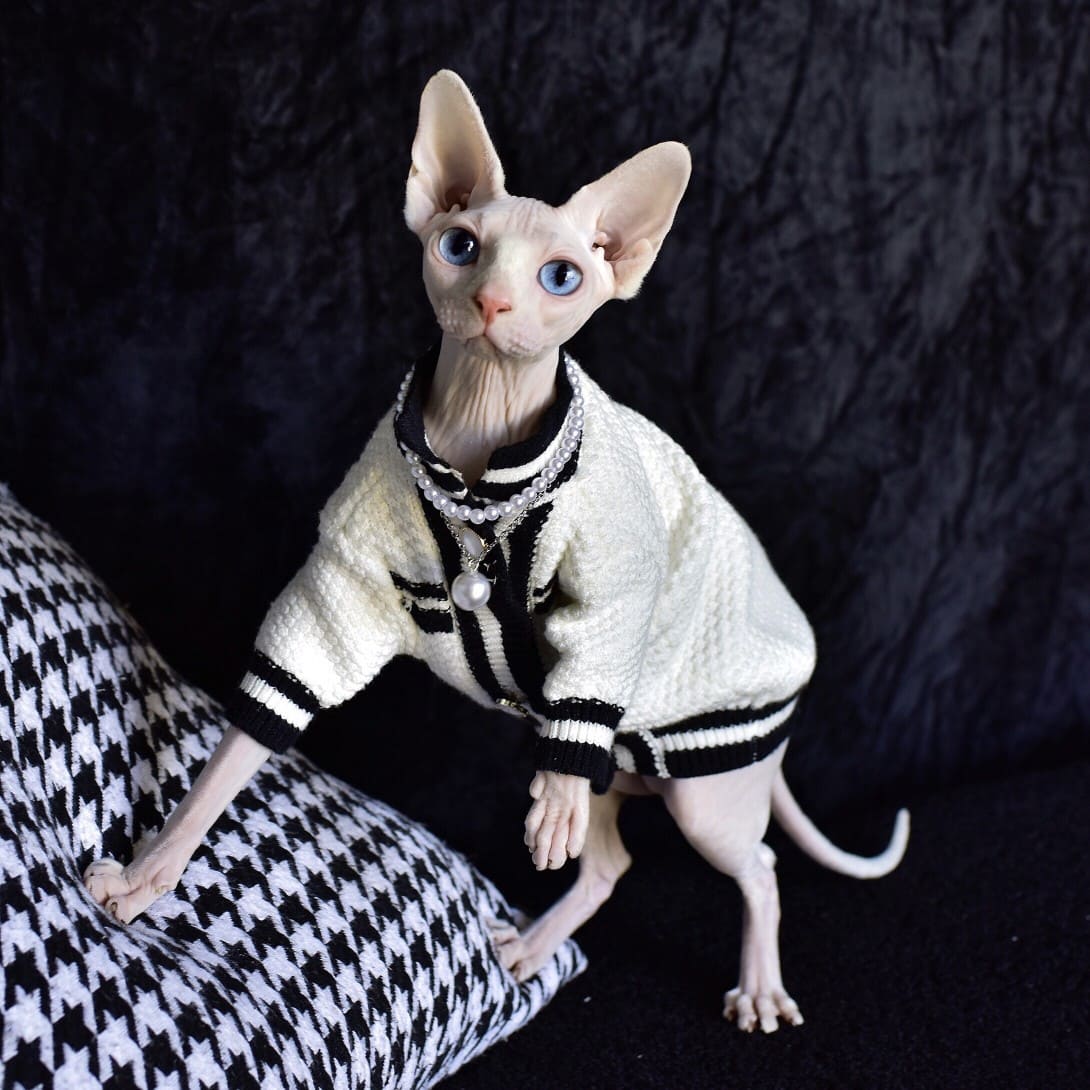 Sphinx cat wearing a coat with fur Stock Photo