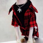 Cats in Jackets | Cool Plaid jacket, Cat Jacket for Cats, Jacket for Cat