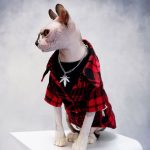 ジャケットを着た猫｜クールなチェック柄ジャケット、猫用ジャケット、猫用ジャケット