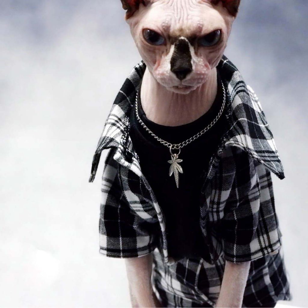 Cat Plaid Jacket Plaid jacket, Kitty Jacket, Jacket for Cat