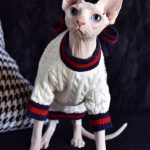 Chanel Cat Coat | Chanel coat for cat, Cat Winter Coat, Luxury Cat Clothes