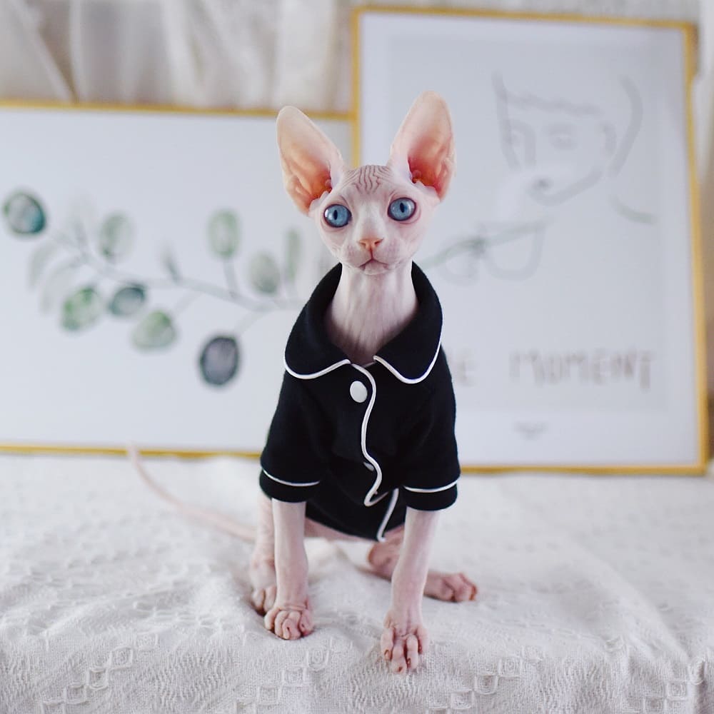 A “Must-Have” Daily pajamas for cats