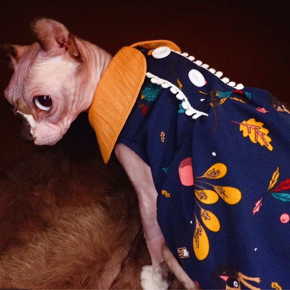 Cat with Dress-Sphynx wears dress