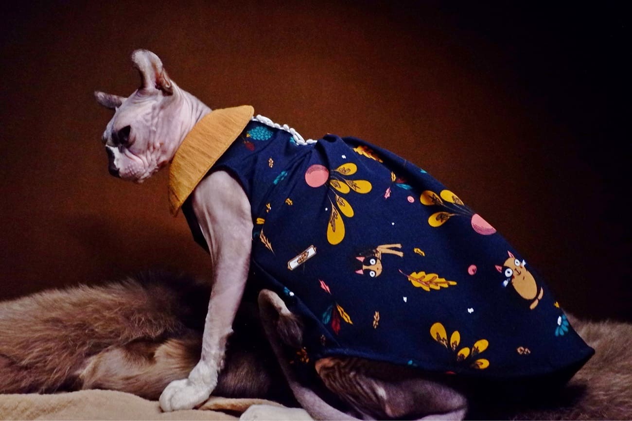 Cat with Dress-Sphynx wears dress