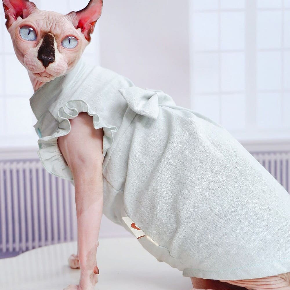 Gatos con vestido-Sphynx lleva vestido