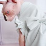 Gatos con vestido-Sphynx lleva vestido