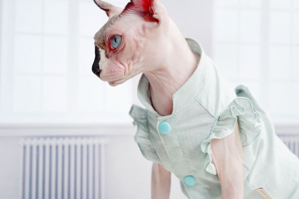 Gatos con vestido-Sphynx lleva vestido