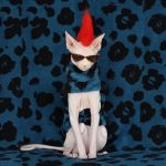 Katzenjacke für den Winter | Ein "Must-have" Ins Clothes For Cats, Cat Apparel