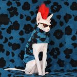冬用キャットジャケット｜"必需品 "のインスウェア、キャットアパレル。