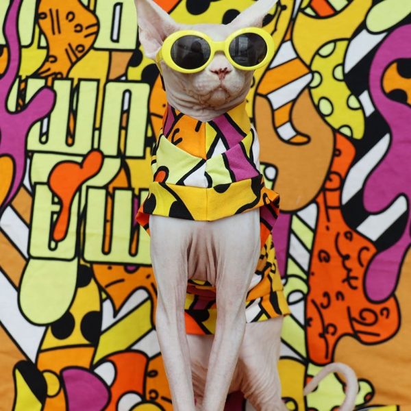 Cat Shirt for Cat-Sphynx wears one arm shirt and glasses