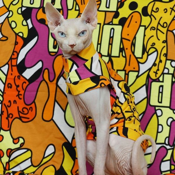 Cat Shirt for Cat-Sphynx wears one arm shirt