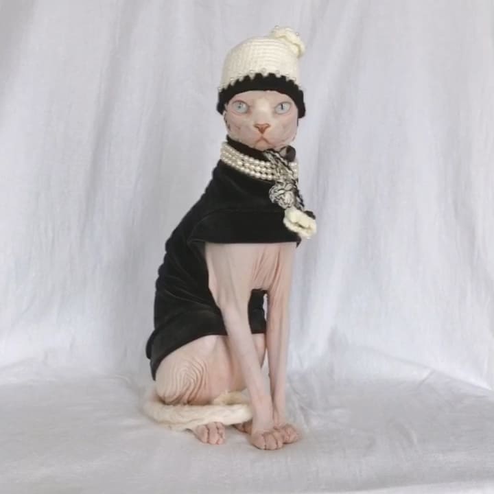 Halloween Outfits For Sphynx | A "Must-have" Halloween Costume for cats