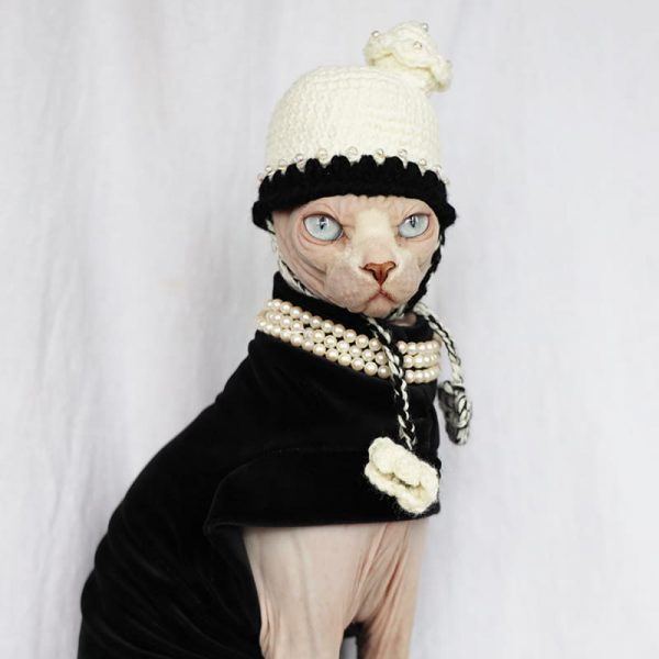 Halloween Outfits For Sphynx | A "Must-have" Halloween Costume for cats