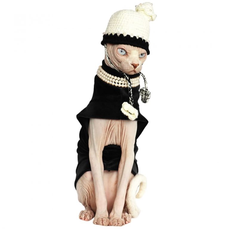 Halloween Outfits For Sphynx A "Musthave" Halloween Costume for cats