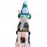 Sphynx Cat Halloween Costumes | Cat Halloween Costume, Cat Clothes