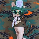 Camouflage Shirt for Cat | Sphynx Camouflage Shirt for Cat