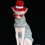 Hairless Cat Christmas Sweater | Christmas Sweater for Sphynx
