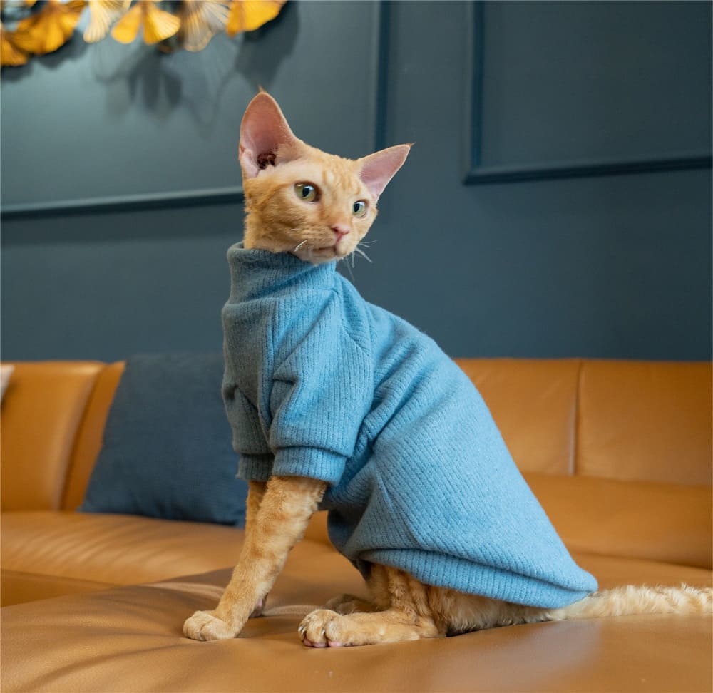 Sweater for Cat  Sphynx Cat Sweater, College Style Cat Sweater