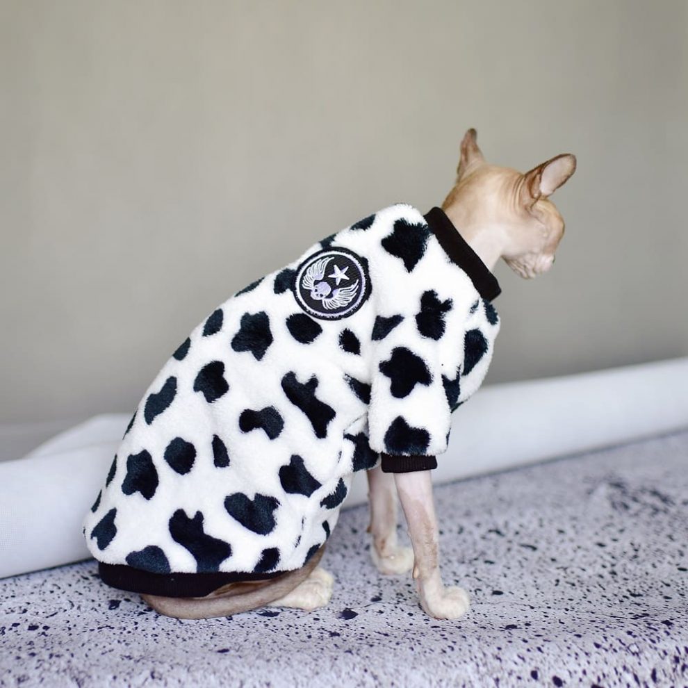 Cat Wearing Winter Coat Cat Winter Coat, Sphynx CatCoral Fleece