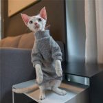 Gatto brutto in maglione | Gattini in maglione, Gatto in maglione Gatto in maglione
