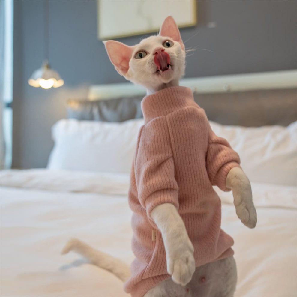 Sweaters for Sphynx Cats Sphynx Kitten Sweater,Cat SweaterTurtleneck