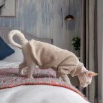 Suéteres para Gatos Sphynx | Suéter Gatito Sphynx,Suéter Gato-Cuello Tortuga