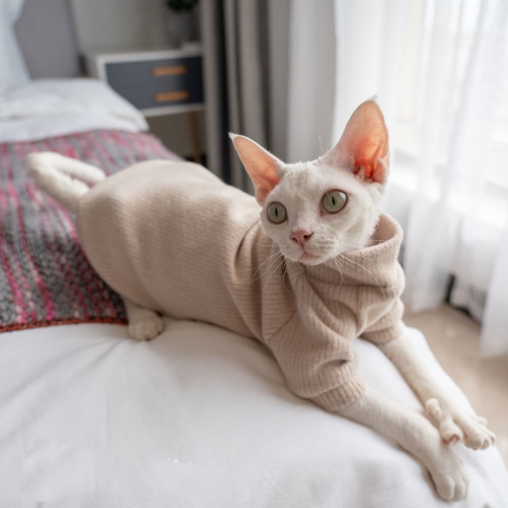 Sweaters For Sphynx Cats Sphynx Kitten Sweater Cat Sweater Turtleneck