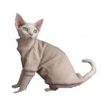 Chandails pour chats Sphynx | Chandail pour chat Sphynx,Chandail pour chat à col roulé